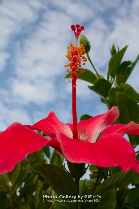 沖縄県 秋の花 黒龍鱒伝