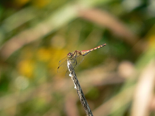 e0002314_21524230.jpg