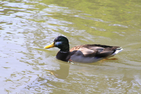 京都御苑　マガモ・アヒル・セキレイ・トビ_a0037019_693118.jpg