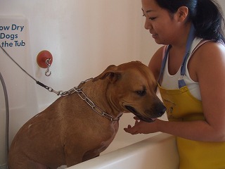 生活　　　番外編　　　DOG  WASH_b0111632_848509.jpg