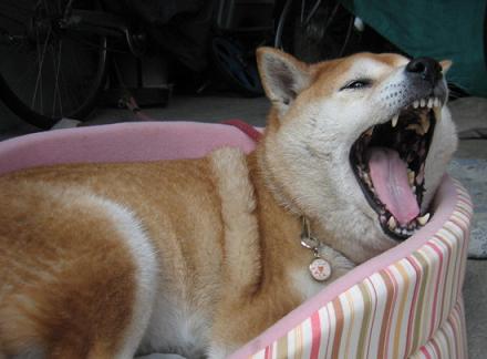 誘っていただきました~♪_c0049950_1056487.jpg