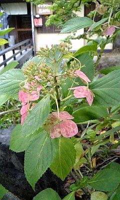 誘っていただきました~♪_c0049950_9373933.jpg