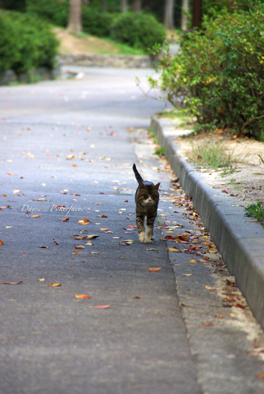 生きる・・・野良猫達の哀歌 03_d0079559_20385443.jpg