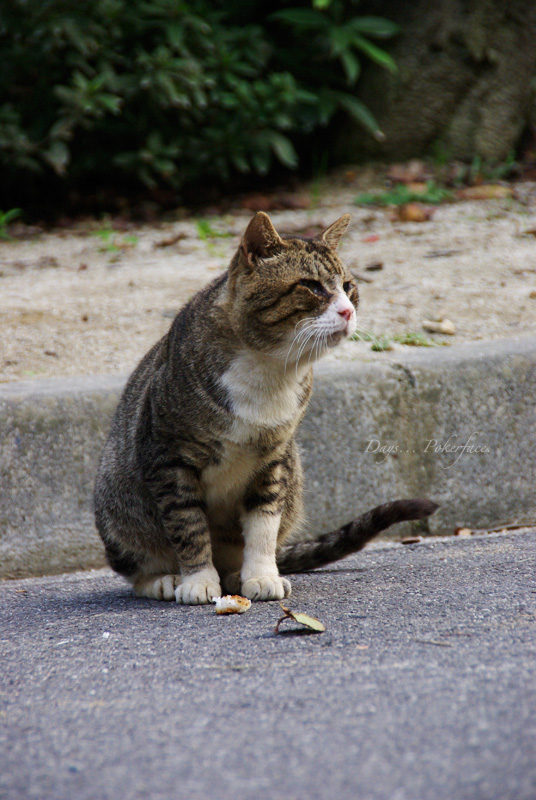 生きる・・・野良猫達の哀歌 03_d0079559_20585559.jpg