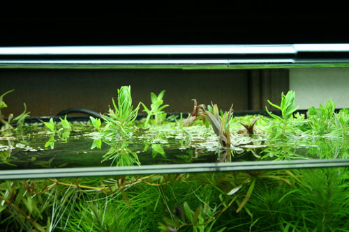どんどん出てくる水上葉 Aqualiving どんどん出てくる水上葉 Aqualiving