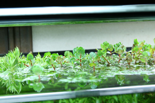 どんどん出てくる水上葉 Aqualiving どんどん出てくる水上葉 Aqualiving
