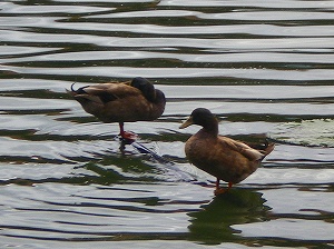 b0056570_2161157.jpg