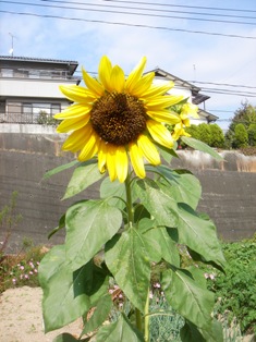 e0106479_14102017.jpg