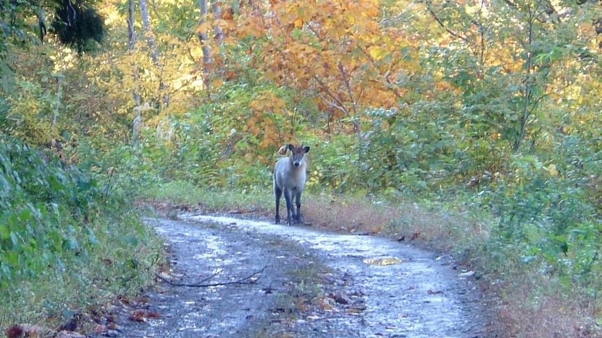カモシカ_b0119489_11553184.jpg