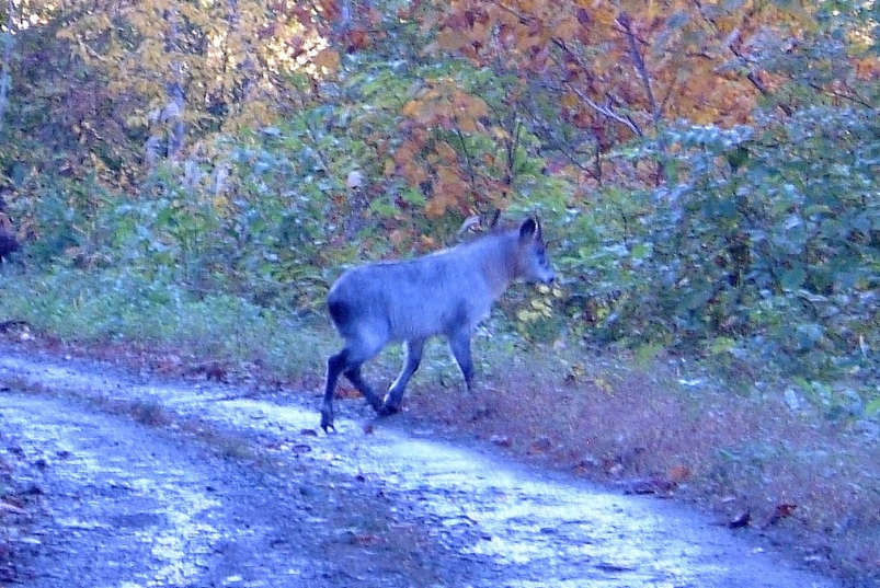 カモシカ_b0119489_11555120.jpg