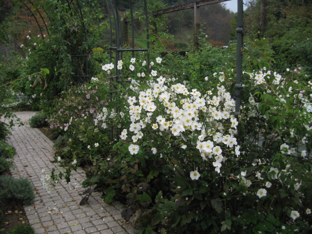 花フェスタ公園のバラとイングリッシュガーデン_f0128316_20493545.jpg