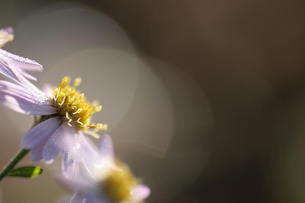 朝露まみれの花　Part 2_c0120527_19534.jpg