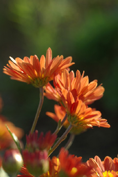 c0136330_16105611.jpg