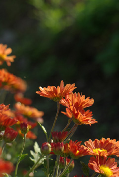 c0136330_183481.jpg