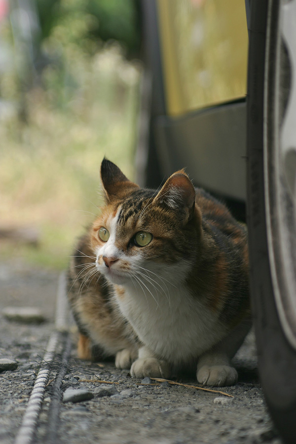 409日目(猫齢463日)：我が家の周辺の猫さん Vol.10_a0088031_17431637.jpg