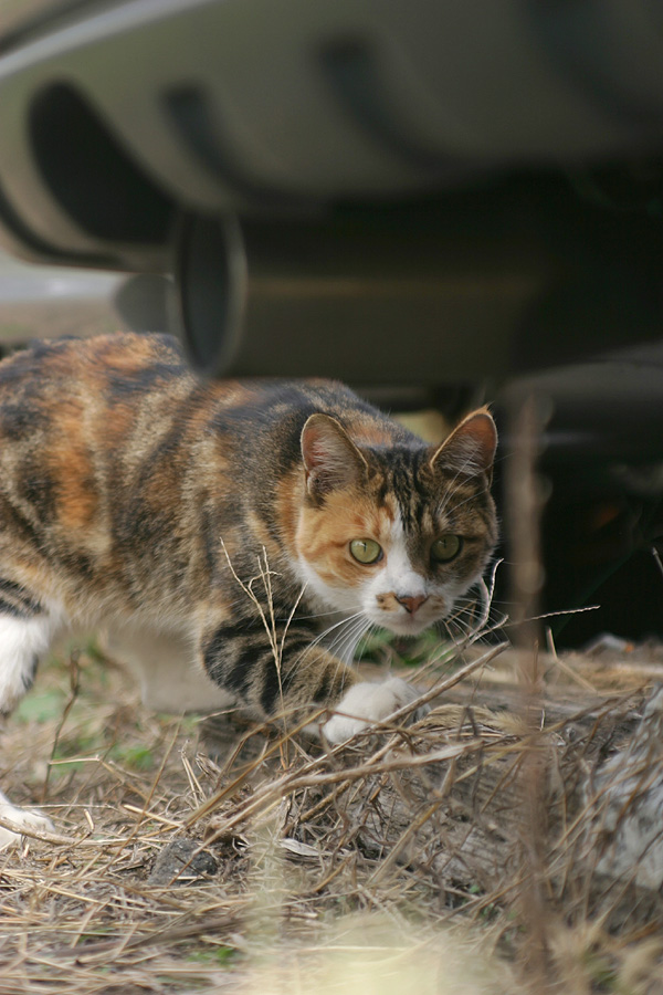 409日目(猫齢463日)：我が家の周辺の猫さん Vol.10_a0088031_17432756.jpg