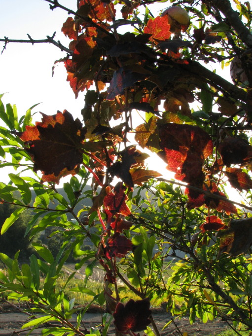 c0127548_175091.jpg