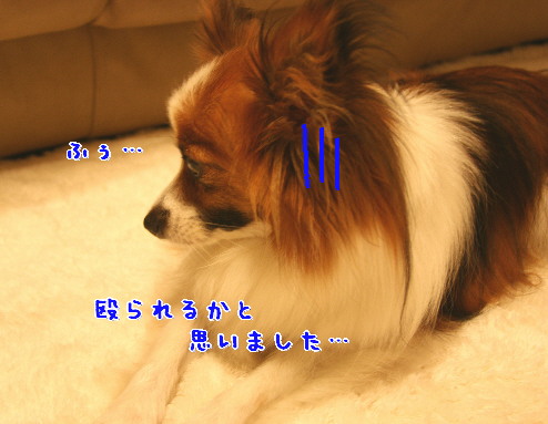 虐待犬疑惑？_d0013149_05655.jpg