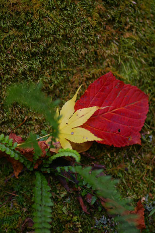 山形の紅葉_e0084756_1235172.jpg