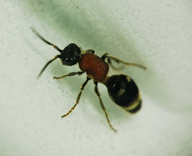 即決 昆虫学、Incect 1973年『WASPS スズメバチ』ハチ目、膜翅目
