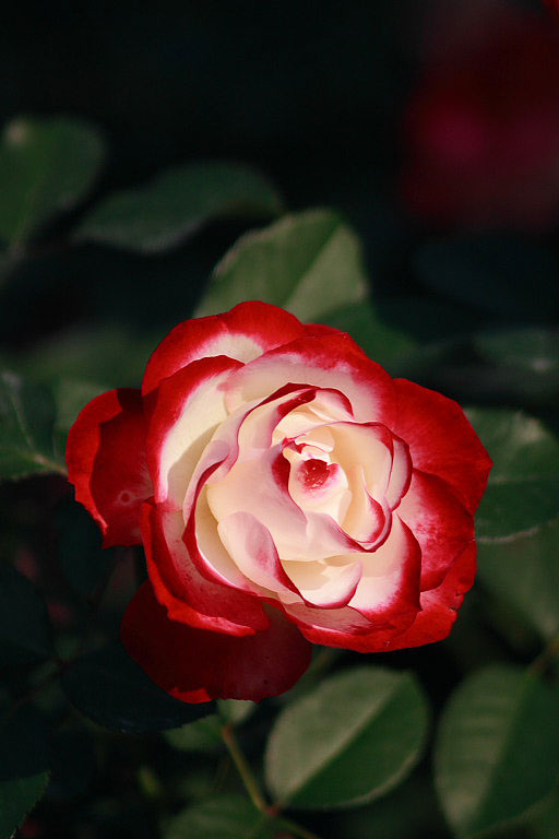 花フェスタ記念公園のバラ　２_f0129465_139382.jpg