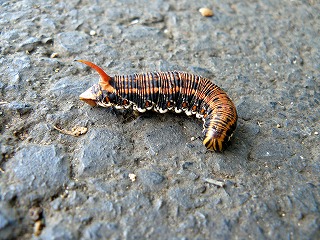 自宅近くの道路を歩いていた エビガラスズメ 幼虫 蝶 チョウ ゆっくり歩き 千蟲譜物語