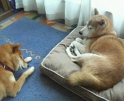 ゴンとテツ アトリエkotori のほほん柴犬日和 ゴンとテツ アトリエkotori のほほん柴犬日和