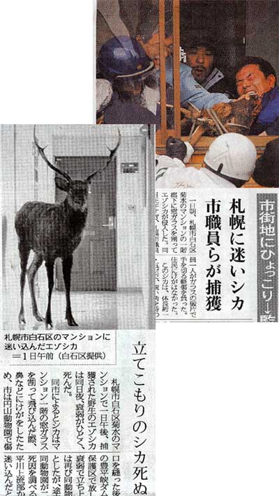 札幌の街に鹿が・・・_f0083977_10225436.jpg