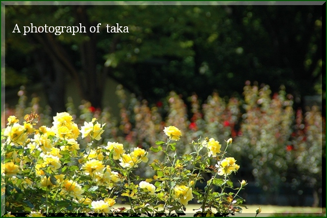 お花のある風景_c0140486_17191962.jpg