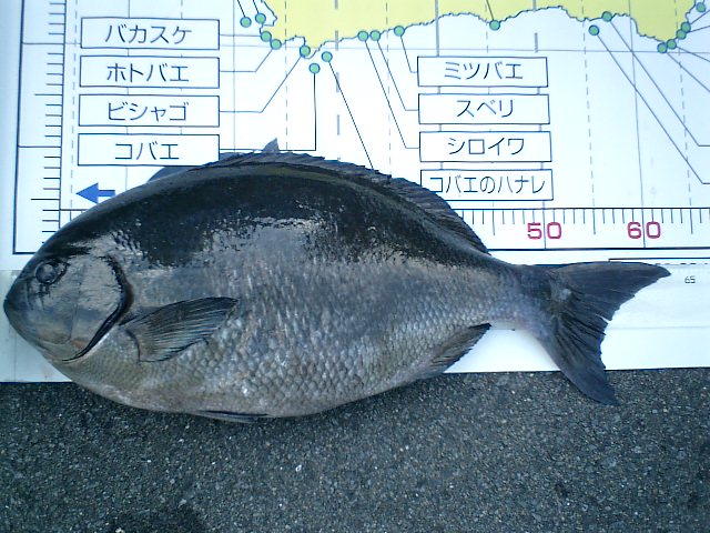 ２日；来た～！６６cm尾長グレ水島２番にて４８cm、４２cmも！_d0114397_15182378.jpg