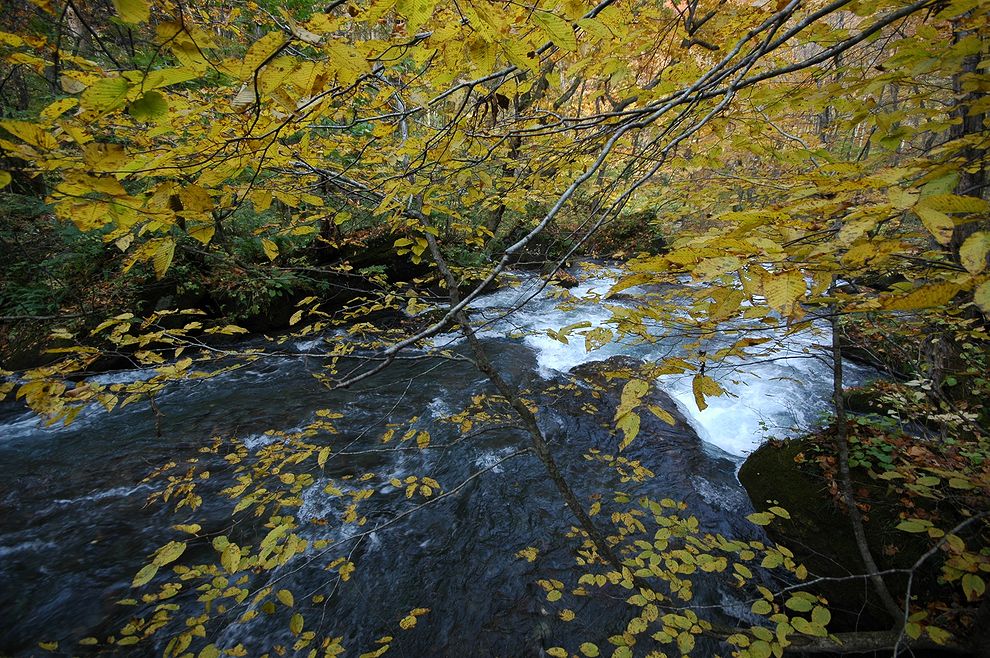 奥入瀬紅葉をｽｰﾊﾟﾜｲﾄﾞで切り取る・・・東北紅葉旅シリーズ（４）_a0031821_113930100.jpg