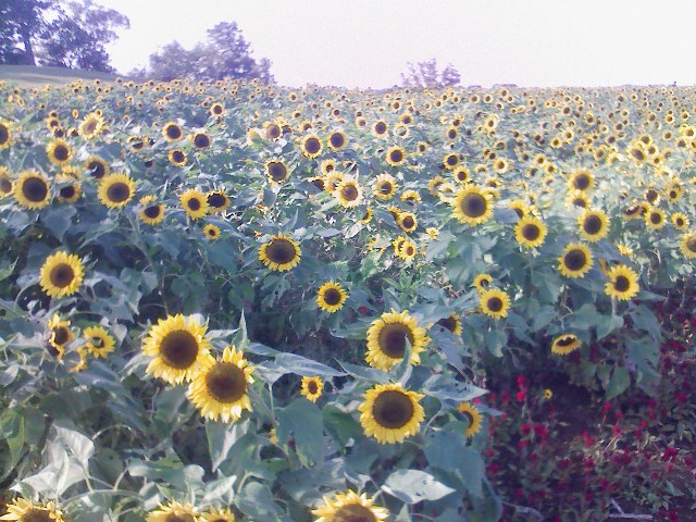 f0139466_22391718.jpg