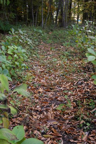11月４日 アナベル 水無月の剪定方法 秋色紫陽花と暮らす日々