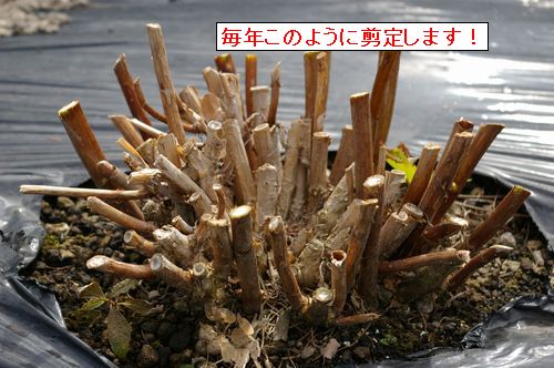 11月４日 アナベル 水無月の剪定方法 秋色紫陽花と暮らす日々