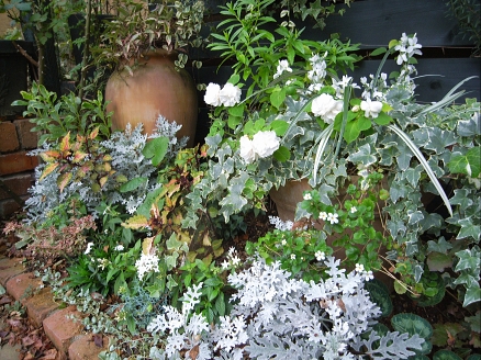 白い花壇とスモークツリーの紅葉 デザートローズ ほんの小さな庭