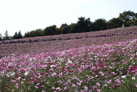 昭和記念公園のコスモス_e0021121_10373387.jpg