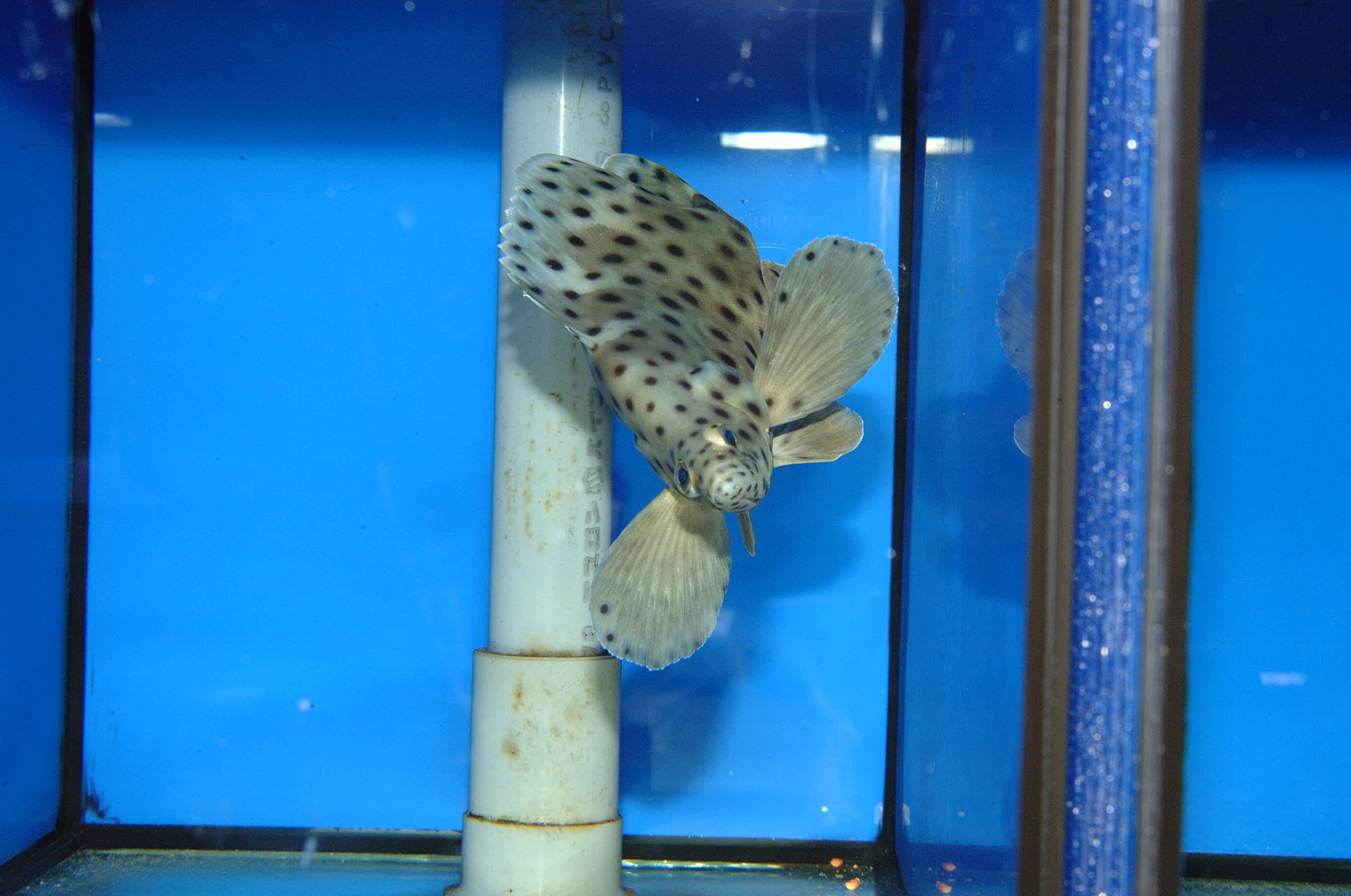 肉食魚だけど可愛いお魚特集 海水魚専門店 海水魚販売 ティアラ横浜店 肉食魚だけど可愛いお魚特集 海水魚専門店 海水魚販売 ティアラ横浜店