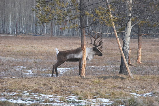 Yukon Wilderness Preserve_f0145348_919546.jpg