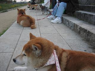 サイとの休日_c0049950_21194566.jpg