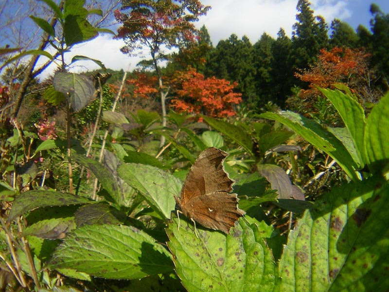c0045352_179394.jpg