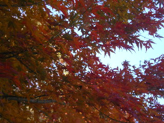 c0118352_9322882.jpg