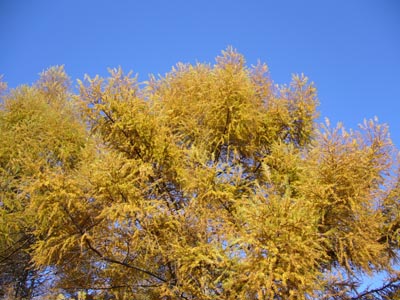 b0045357_15262273.jpg