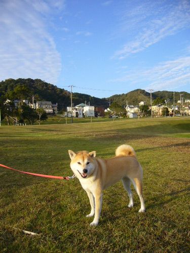 ２００７年１１月４日（日）秋の空と真央ちゃん優勝！！_f0060461_2064143.jpg