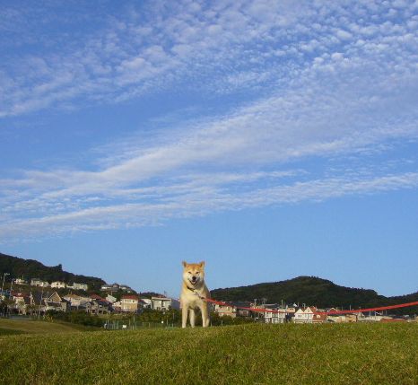 ２００７年１１月４日（日）秋の空と真央ちゃん優勝！！_f0060461_2075444.jpg