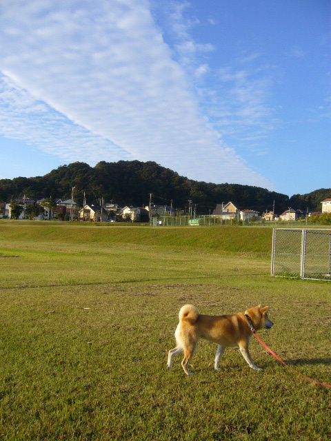 ２００７年１１月４日（日）秋の空と真央ちゃん優勝！！_f0060461_2082166.jpg