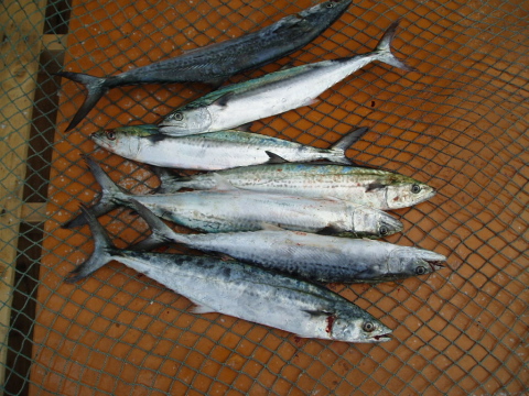 いまりマリーナ秋季釣大会_a0077071_18492612.jpg