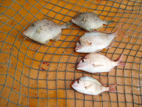 いまりマリーナ秋季釣大会_a0077071_18515995.jpg