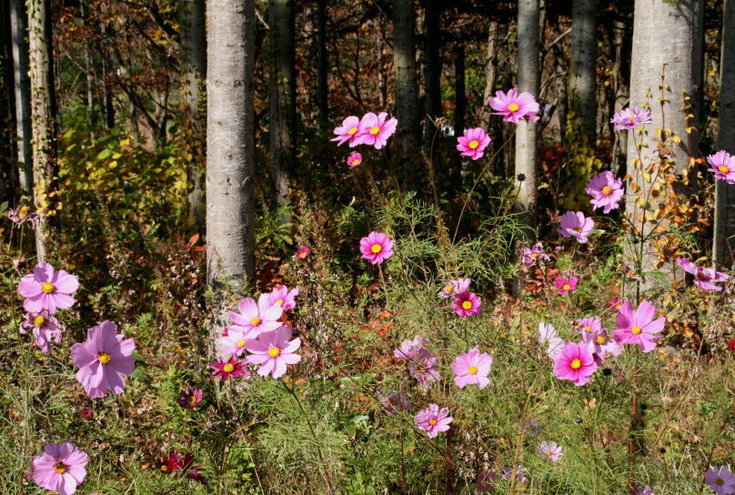 c0112479_17364063.jpg