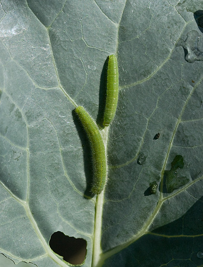 c0002682_12305612.jpg