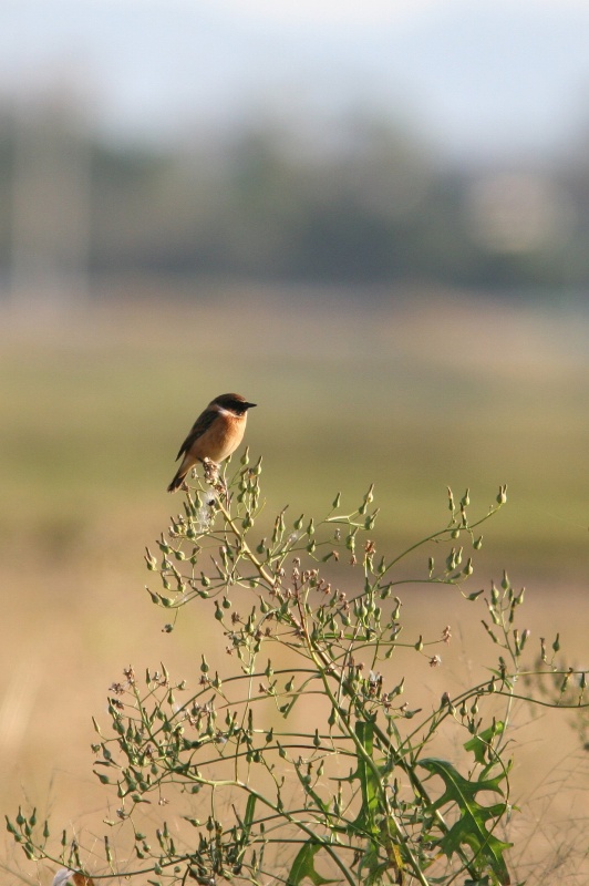 今津探鳥会　2007.11月_f0022486_2253565.jpg